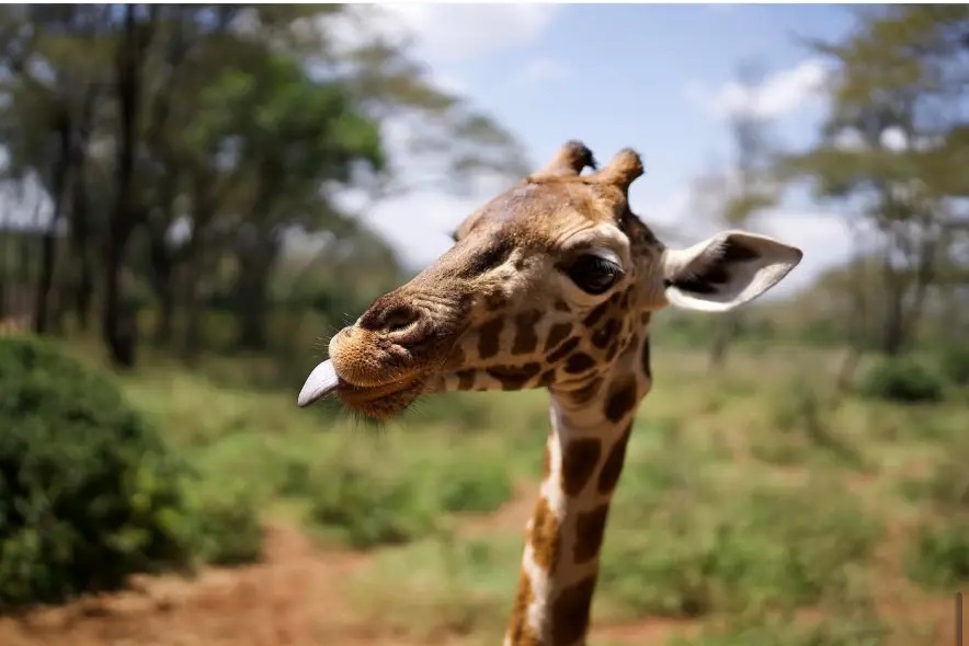 Close portrait of a Rothschild giraffe with its tongue out at the Giraffe Centre, Nairobi, Kenya