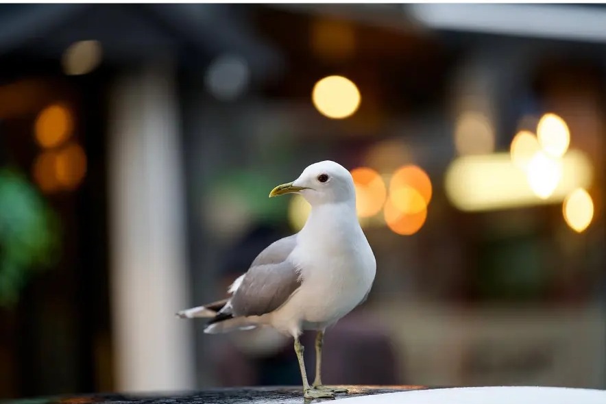 Seagull perched in front of warm city bokeh lights