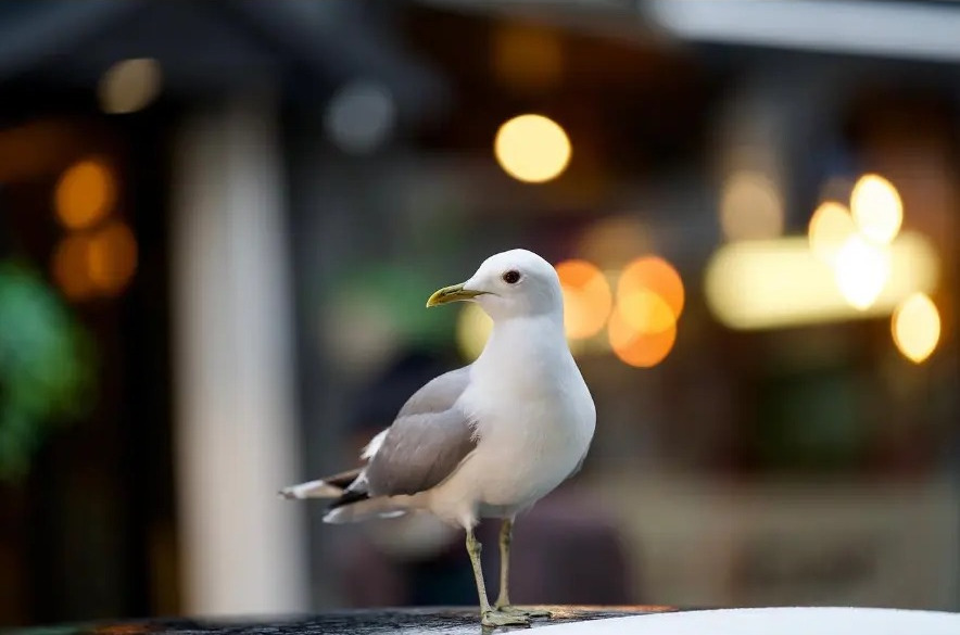 Seagull perched in front of warm city bokeh lights