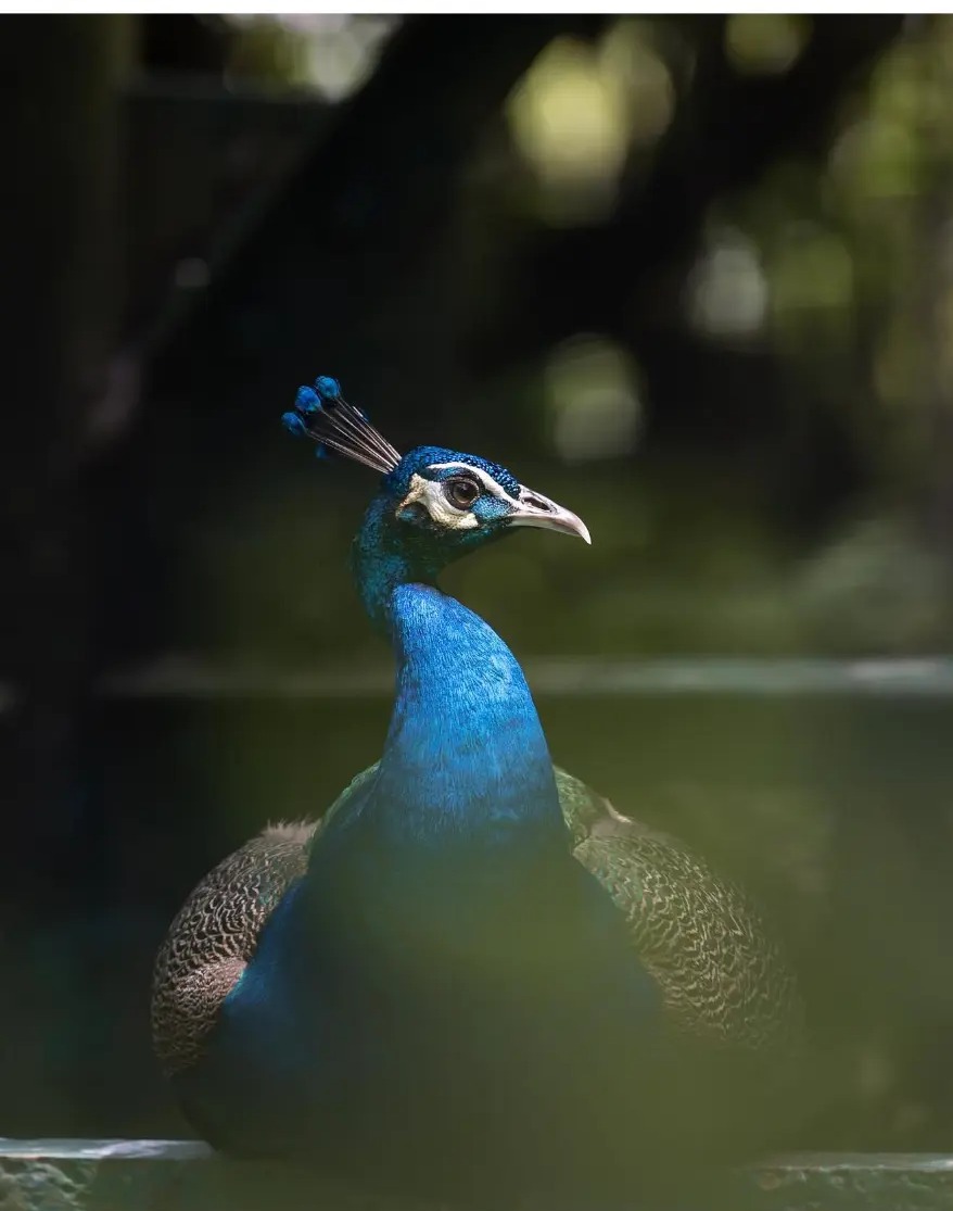 Peacock with a deep blue neck resting by water in soft light
