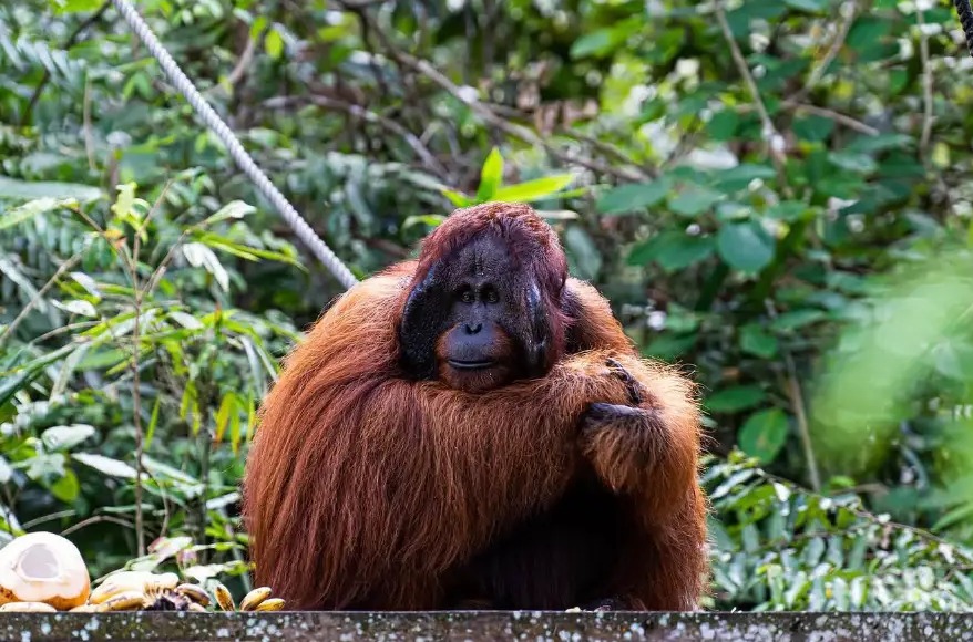 Orangutan sitting on a platform surrounded by rainforest greenery