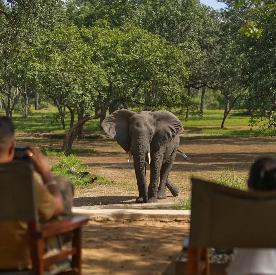 Elephant walking towards a safari camp waterhole as guests watch