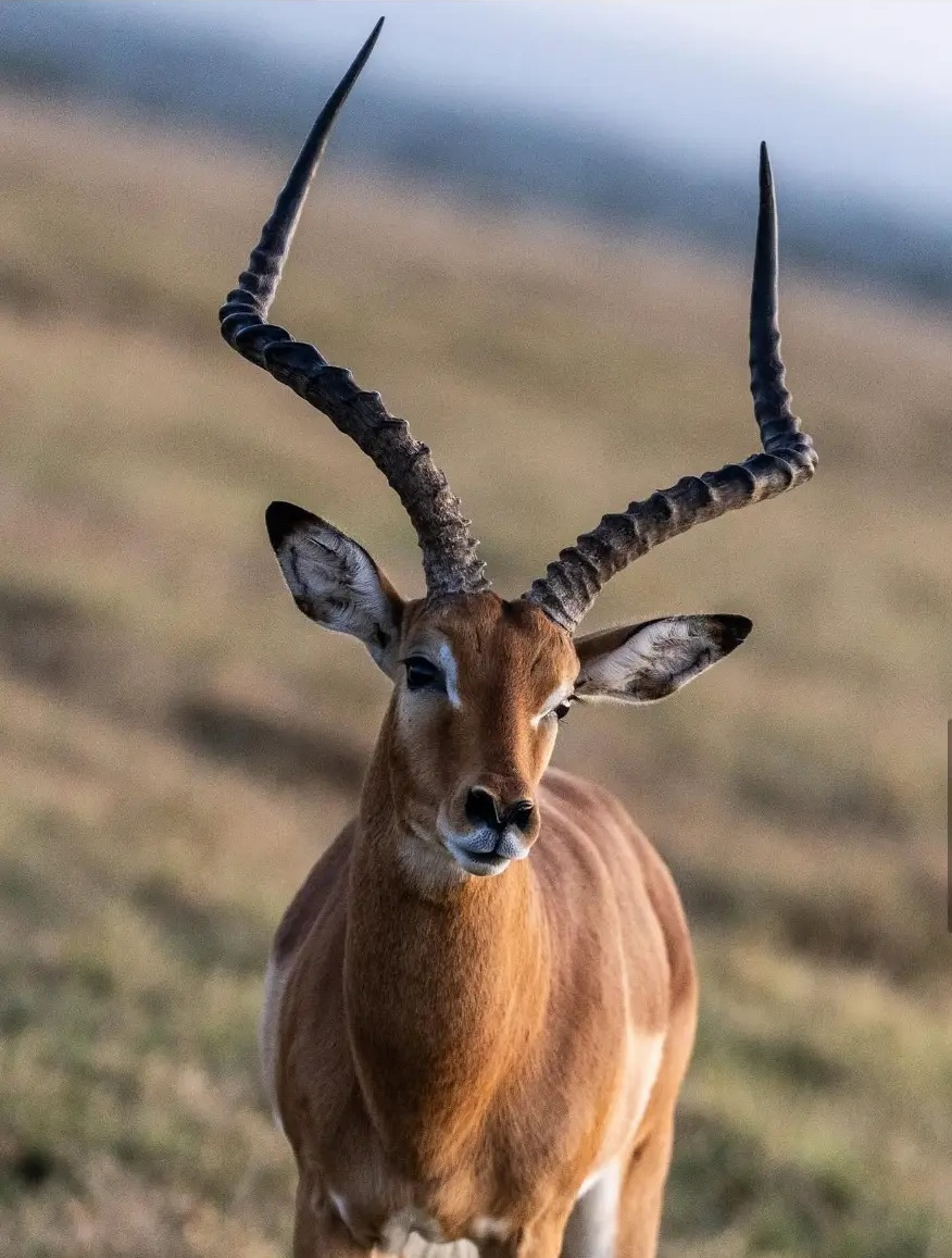 Impala buck with long curved horns on a hillside at Ol Pejeta Conservancy, Kenya