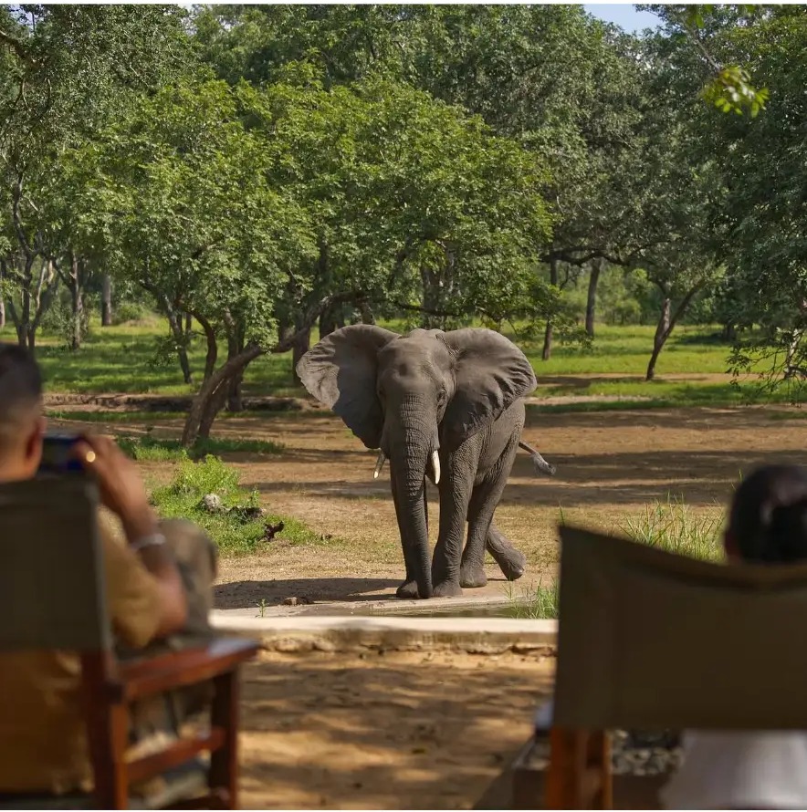 Elephant walking towards a safari camp waterhole as guests watch