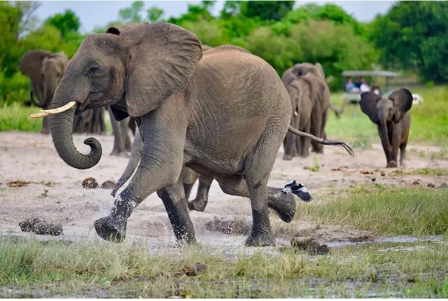 Elephant striding through a shallow waterhole with the herd behind