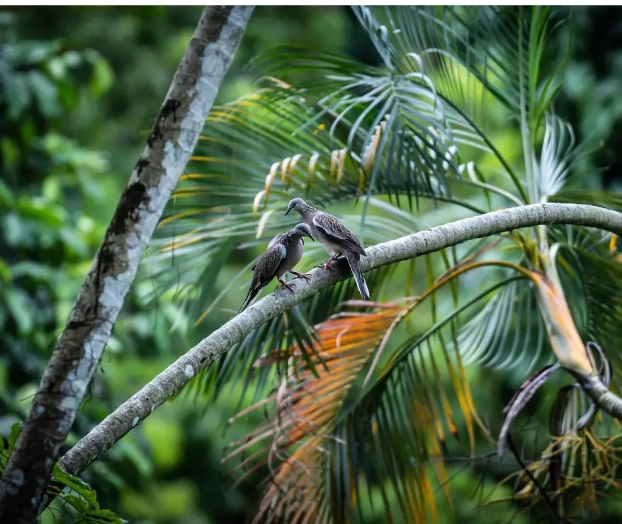 Two spotted doves facing each other on a palm branch