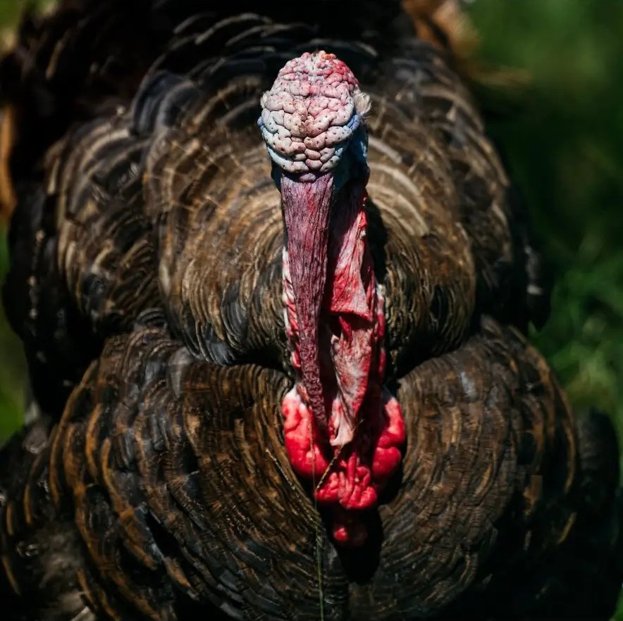 Close portrait of a wild turkey with red wattles at Bora Bora Wildlife Park in Diani, Kenya