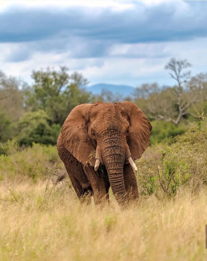 African elephant standing in tall golden grass at Hlane Royal National Park, Eswatini