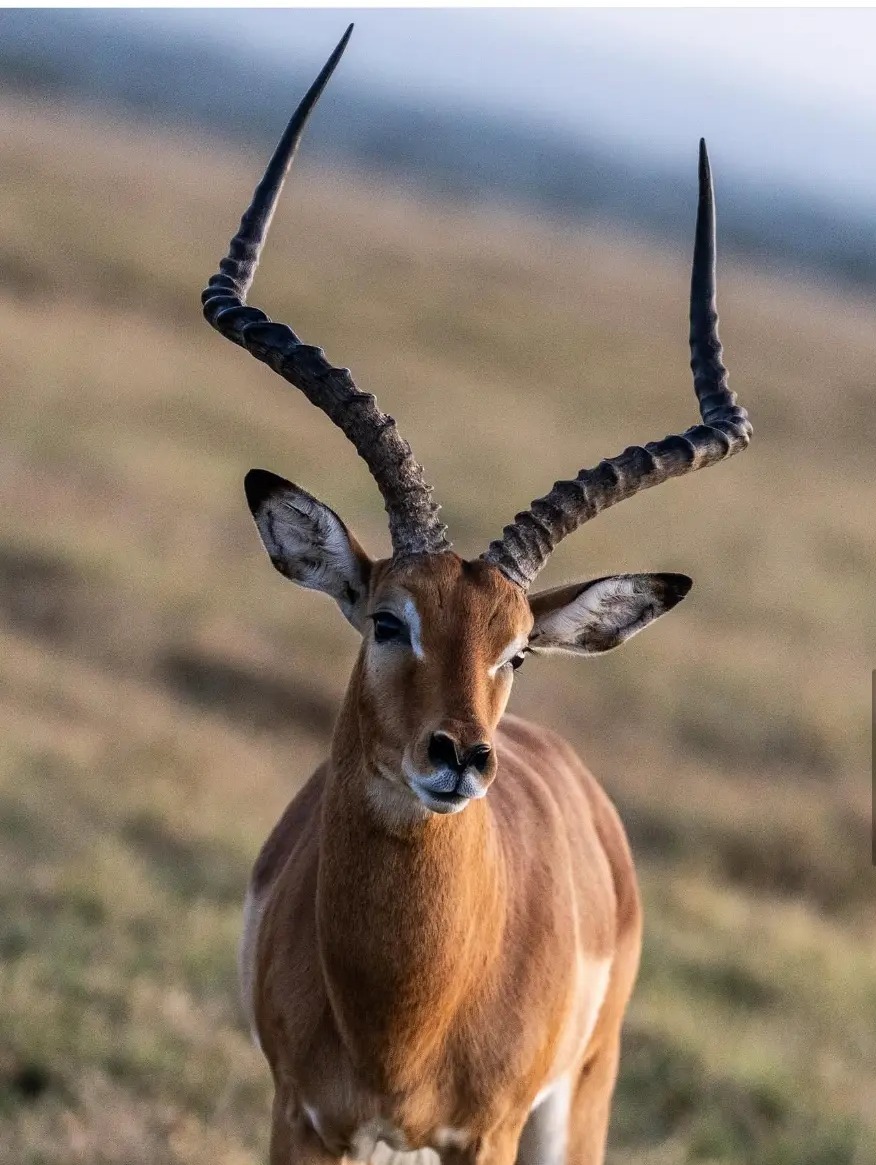 Impala buck with long curved horns on a hillside at Ol Pejeta Conservancy, Kenya