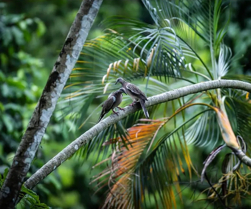 Two spotted doves facing each other on a palm branch