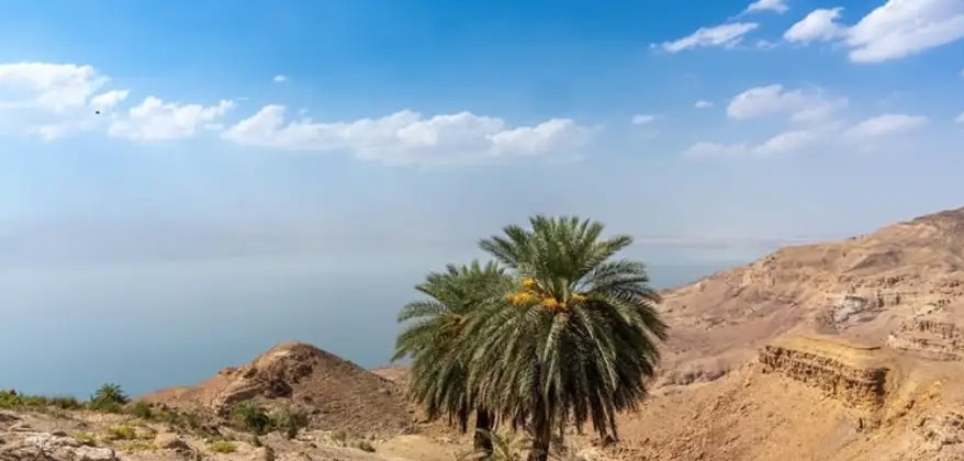 Date palm on the dry cliffs of Wadi Himara above the Dead Sea, Jordan