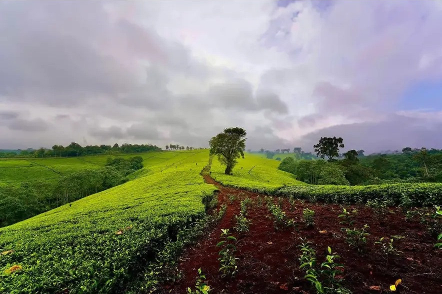 Rolling green tea plantation with a lone tree under stormy skies in Kikuyu Escarpment Forest, Kenya