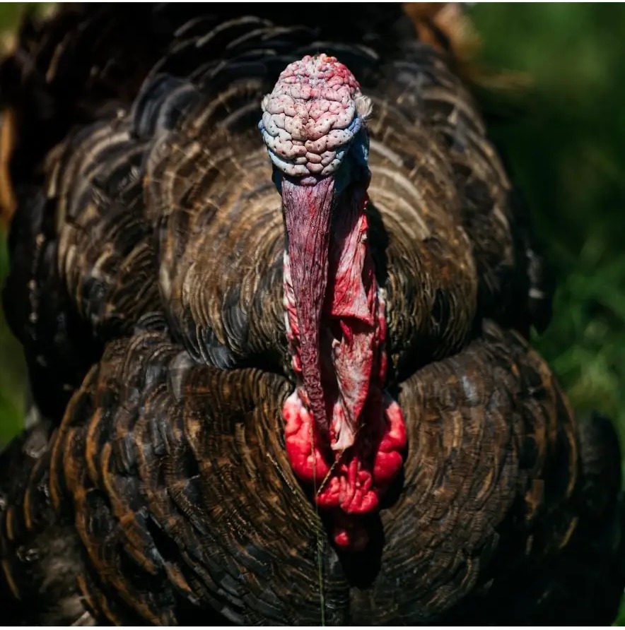 Close portrait of a wild turkey with red wattles at Bora Bora Wildlife Park in Diani, Kenya