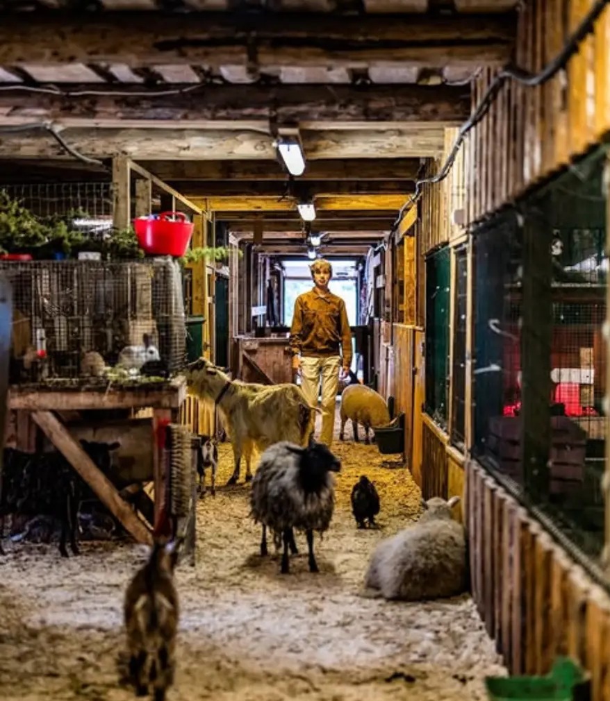 Farmer walking among sheep, goats and rabbits inside the barn at Ranna Rantšo, Estonia