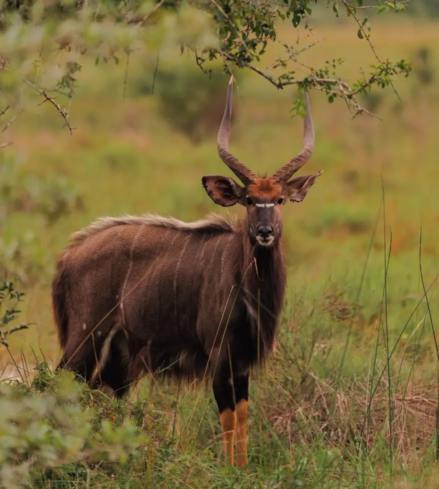 Nyala bull under a thorn tree in Maputo National Park, Mozambique