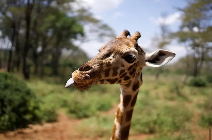 Close portrait of a Rothschild giraffe with its tongue out at the Giraffe Centre, Nairobi, Kenya
