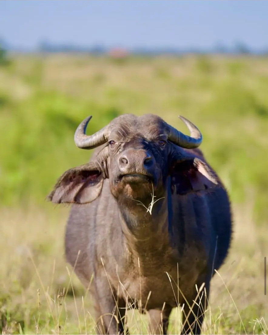 Cape buffalo standing in green grassland, chewing, facing the camera