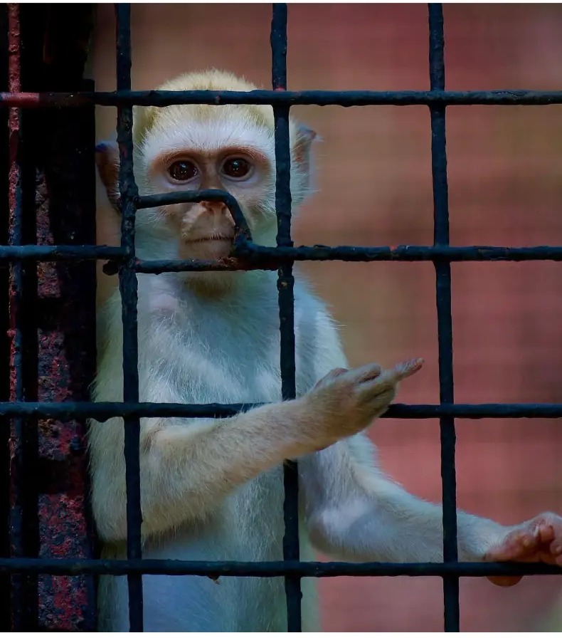 Pale albino vervet monkey gripping the bars of an enclosure at Colobus Conservation, Diani, Kenya