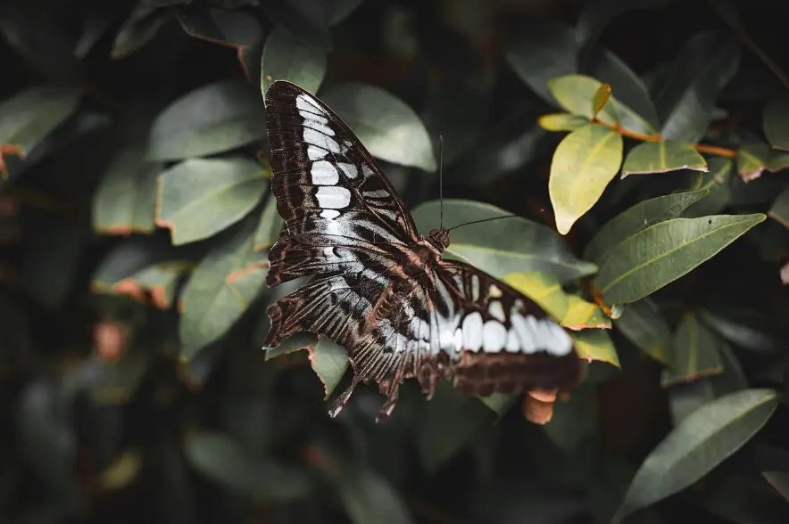 Clipper butterfly resting on dark green leaves at Butterfly Park in Kuala Lumpur, Malaysia