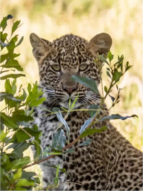 Young leopard resting behind green leaves