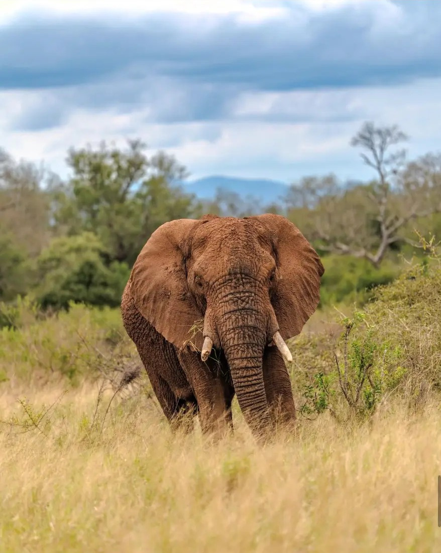 African elephant standing in tall golden grass at Hlane Royal National Park, Eswatini