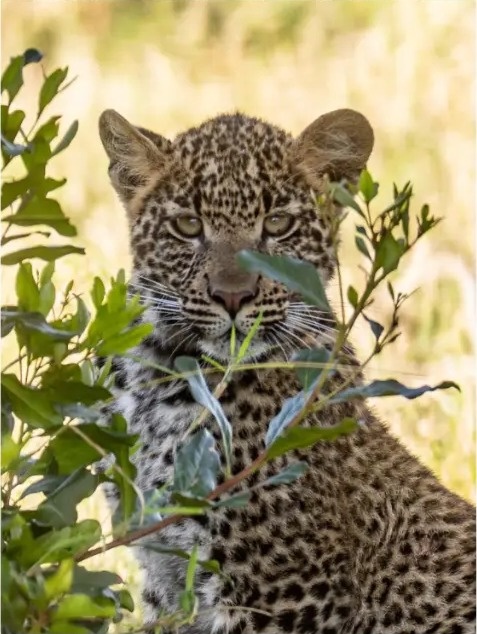 Young leopard resting behind green leaves