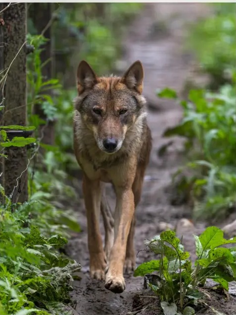 Wolf walking down a muddy forest track