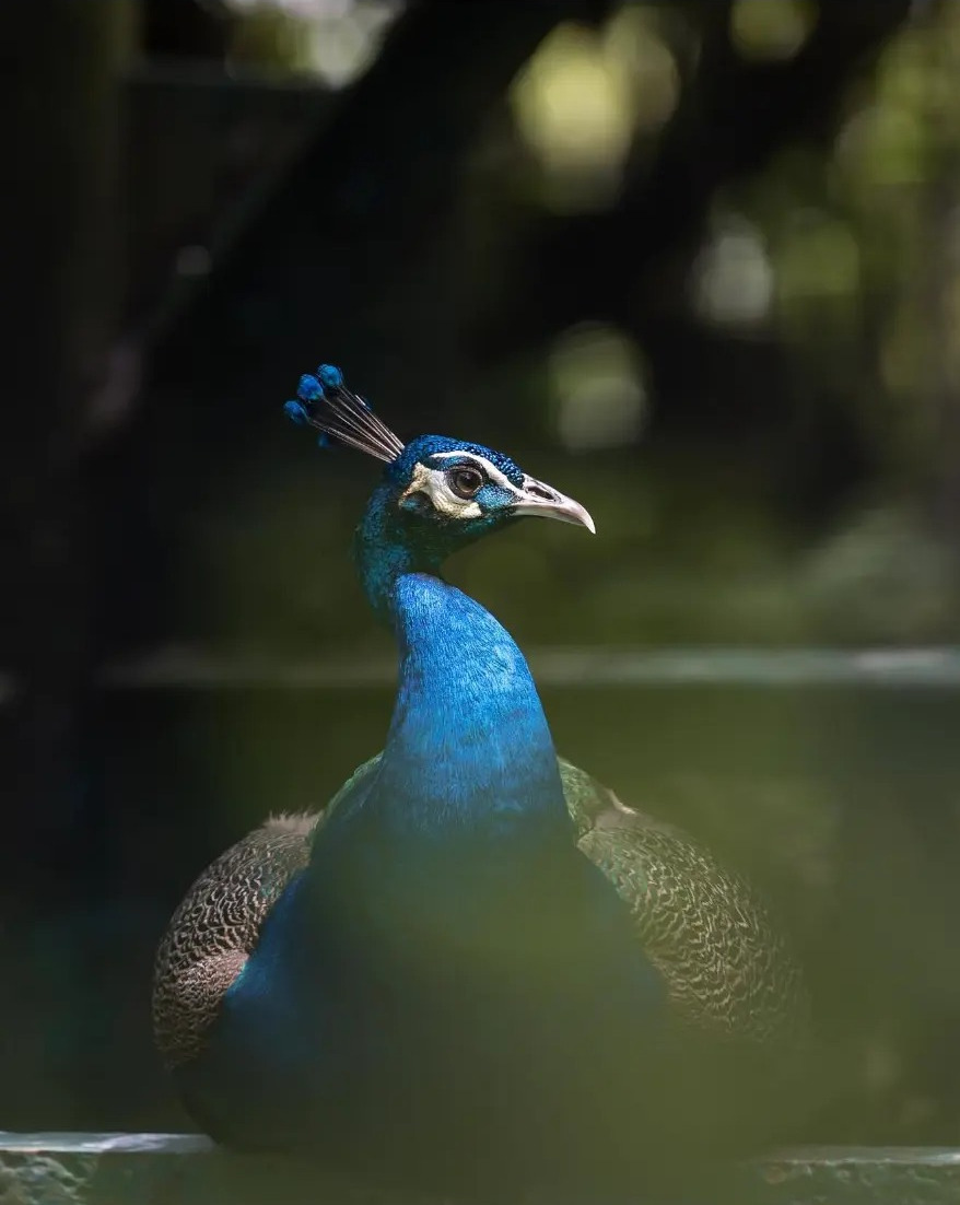 Peacock with a deep blue neck resting by water in soft light