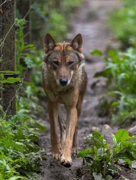 Wolf walking down a muddy forest track