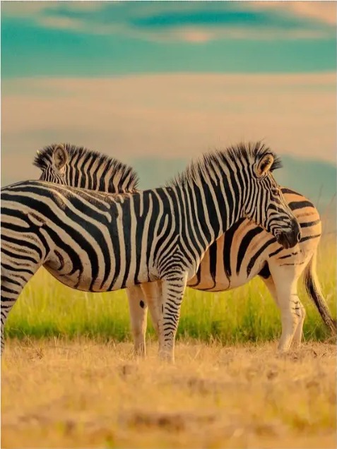 Two zebras standing together in golden grass