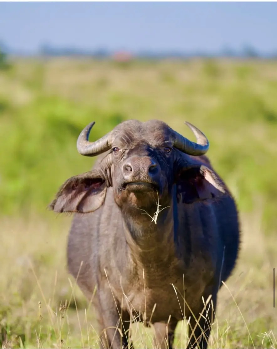 Cape buffalo standing in green grassland, chewing, facing the camera