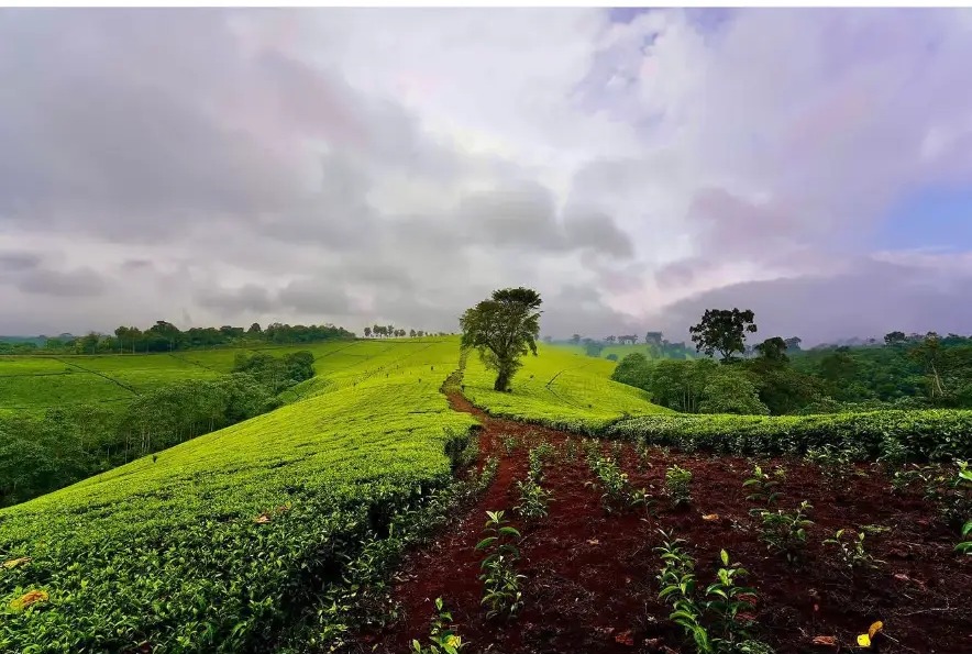 Rolling green tea plantation with a lone tree under stormy skies in Kikuyu Escarpment Forest, Kenya