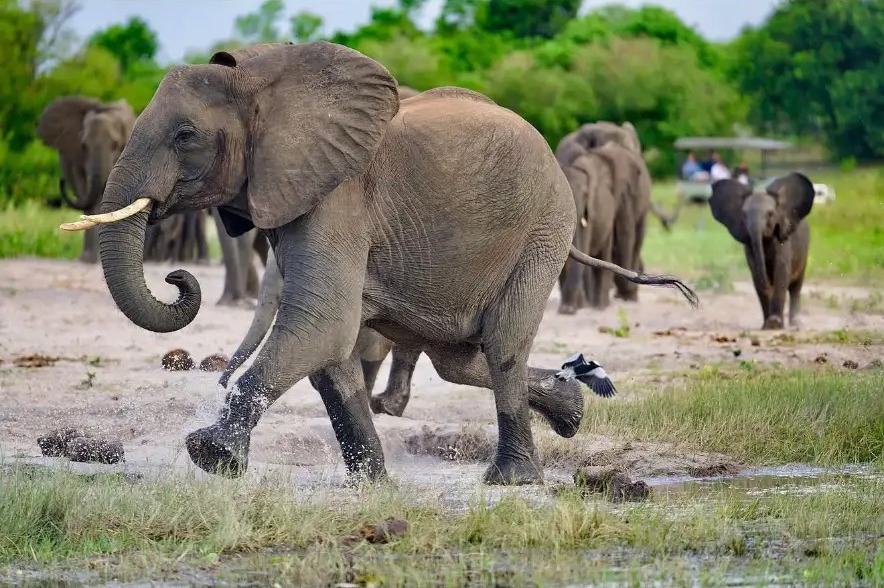 Elephant striding through a shallow waterhole with the herd behind