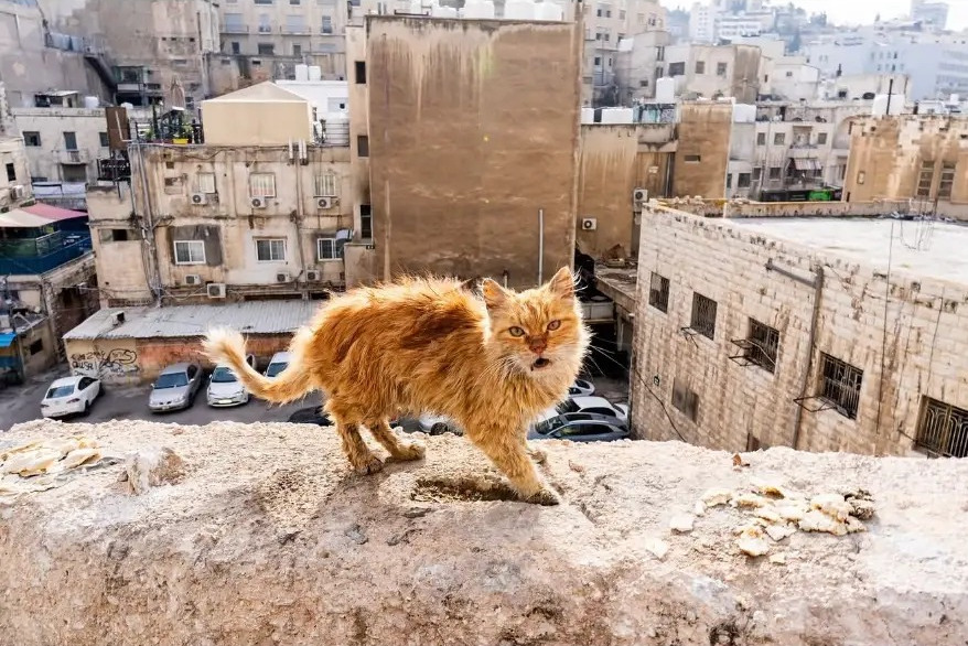 Ginger street cat standing on a wall above the rooftops of Amman, Jordan