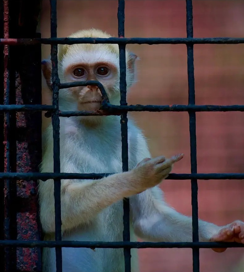 Pale albino vervet monkey gripping the bars of an enclosure at Colobus Conservation, Diani, Kenya