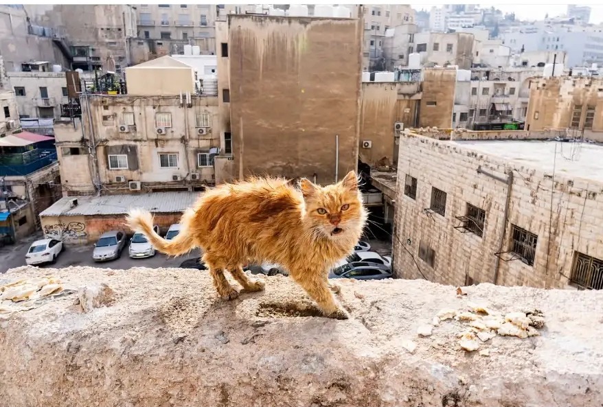 Ginger street cat standing on a wall above the rooftops of Amman, Jordan