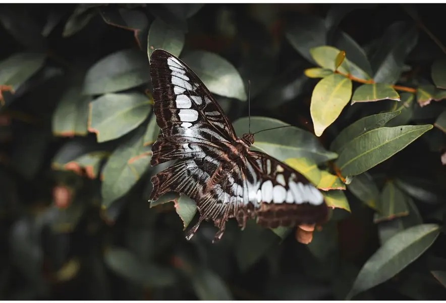 Clipper butterfly resting on dark green leaves at Butterfly Park in Kuala Lumpur, Malaysia